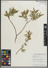 Foto von Salix myrtillifolia Anderson